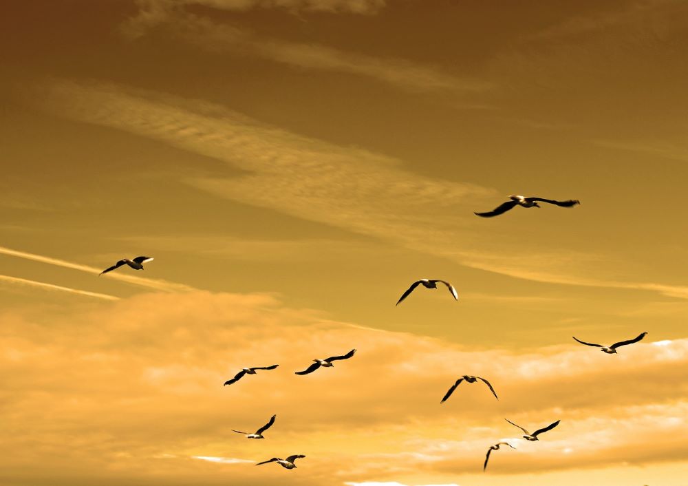 birds-84665_1280