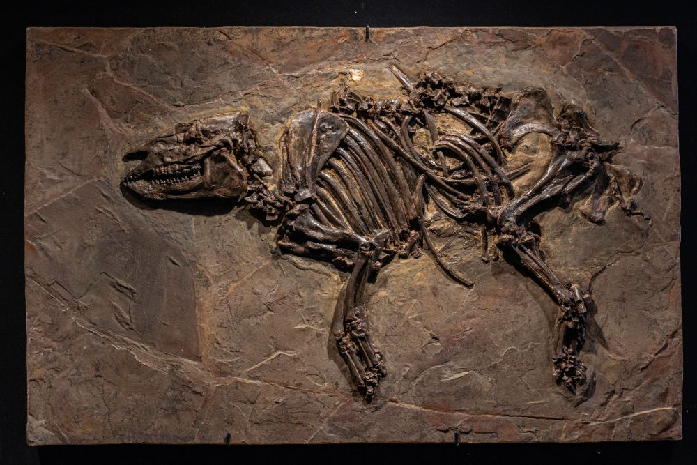 Urpferdchen trifft Urvogel Archaeopteryx