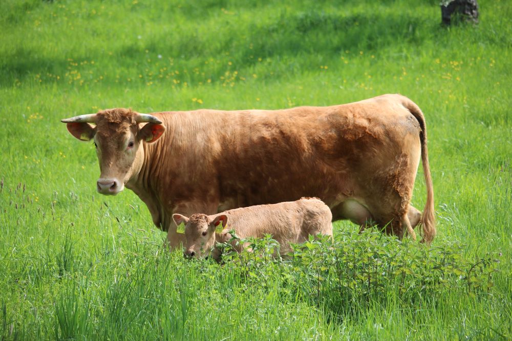 Fränkisches Gelbvieh — eine Rasse für Bauern in Franken