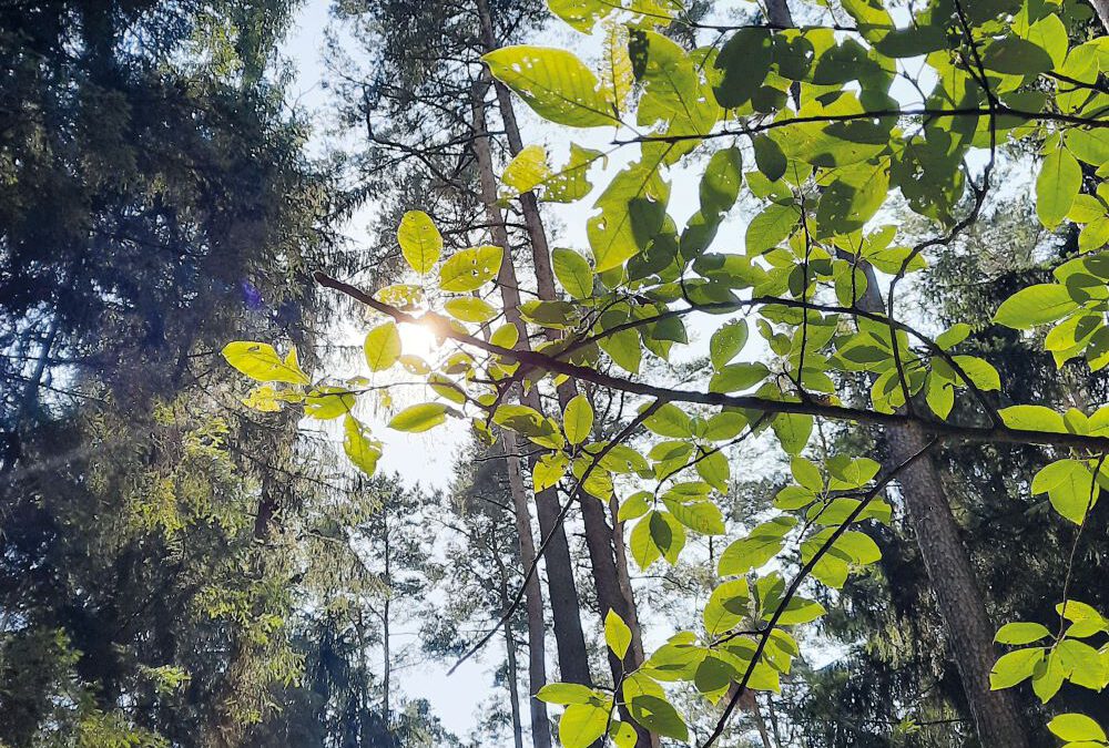 Projekt: Gunzenhäuser Zukunftswald – Agenda 21-Gruppe lädt zur Podiumsdiskussion in die Stadthalle ein