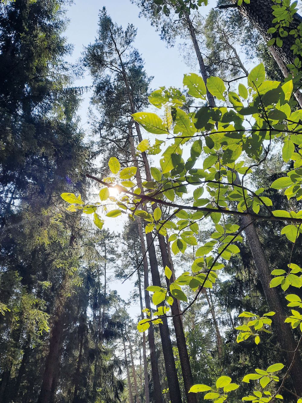 Wald_StadtGunzenhausen