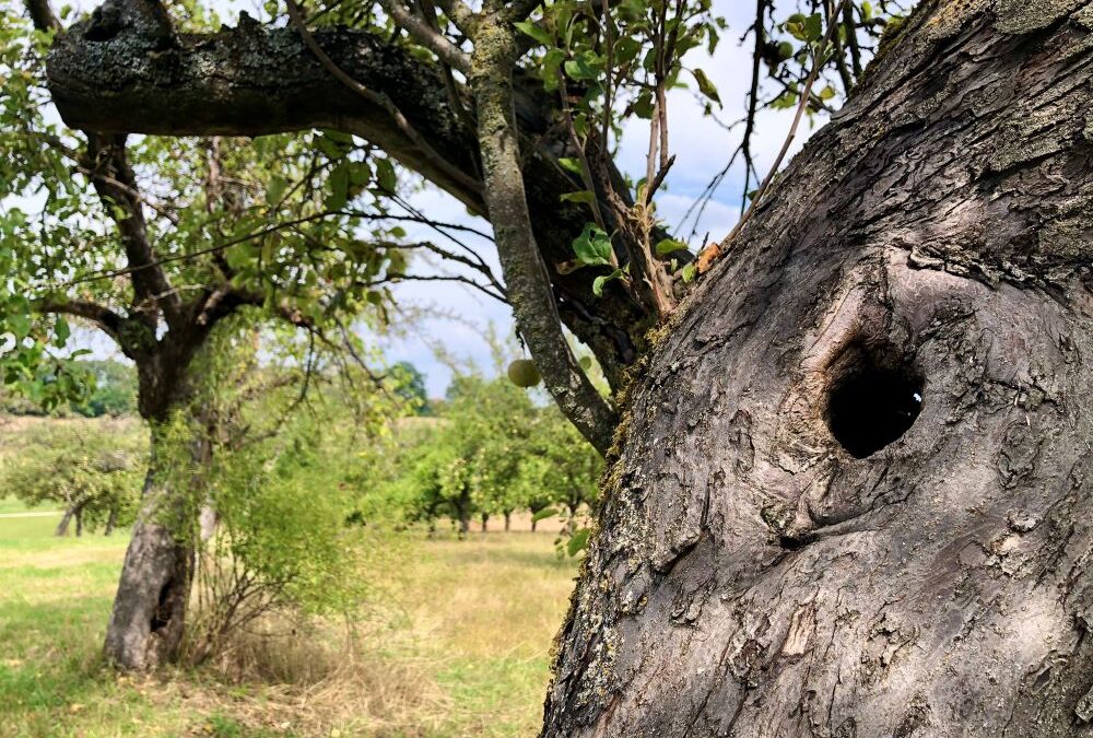 Das Vertragsnaturschutzprogramm – ein Erfolgsmodell