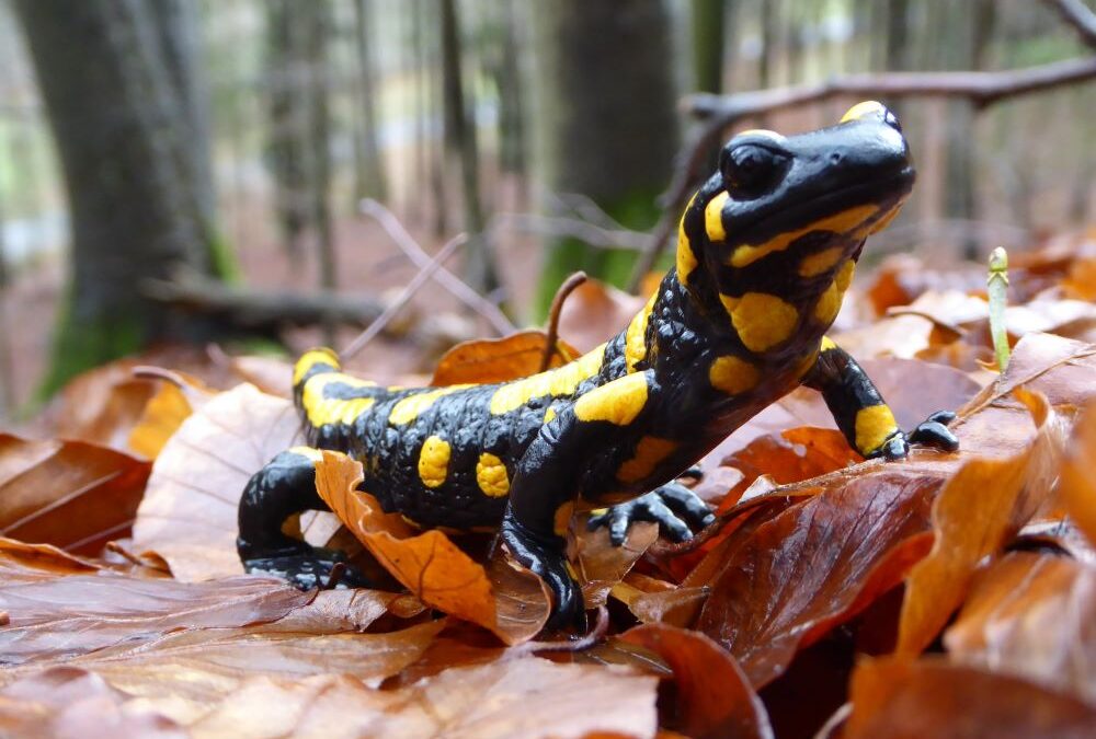 Wie Waldbesitzer und Förster dem Feuersalamander helfen können