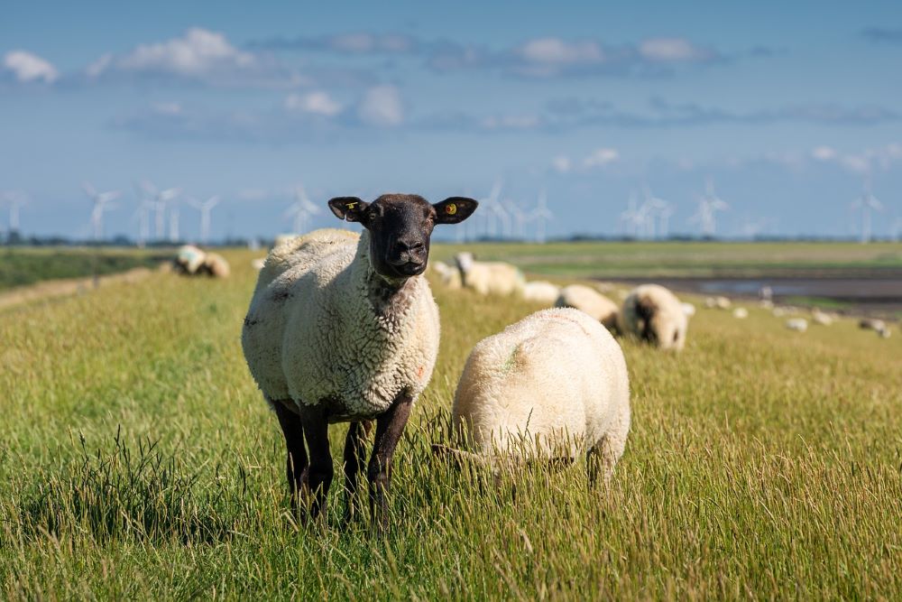 sheeps-6816871_1280