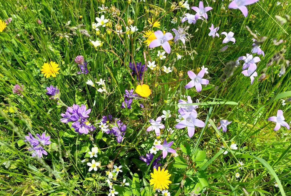 Artenreiche Wiesen erhalten im Naturpark Altmühltal