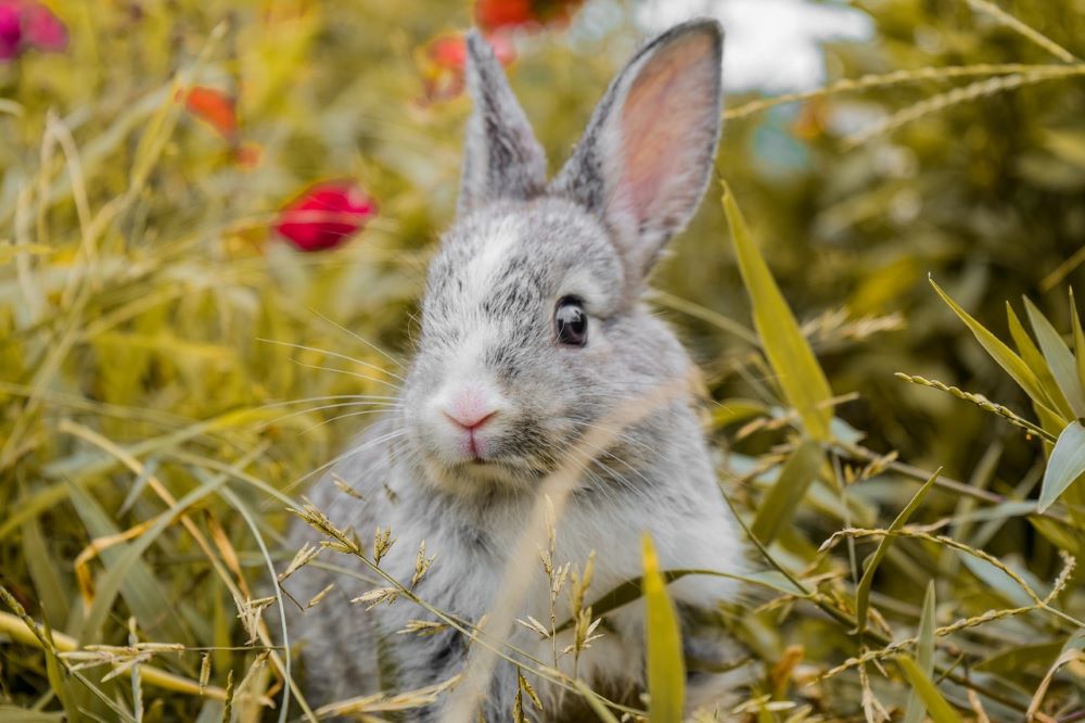 Hase