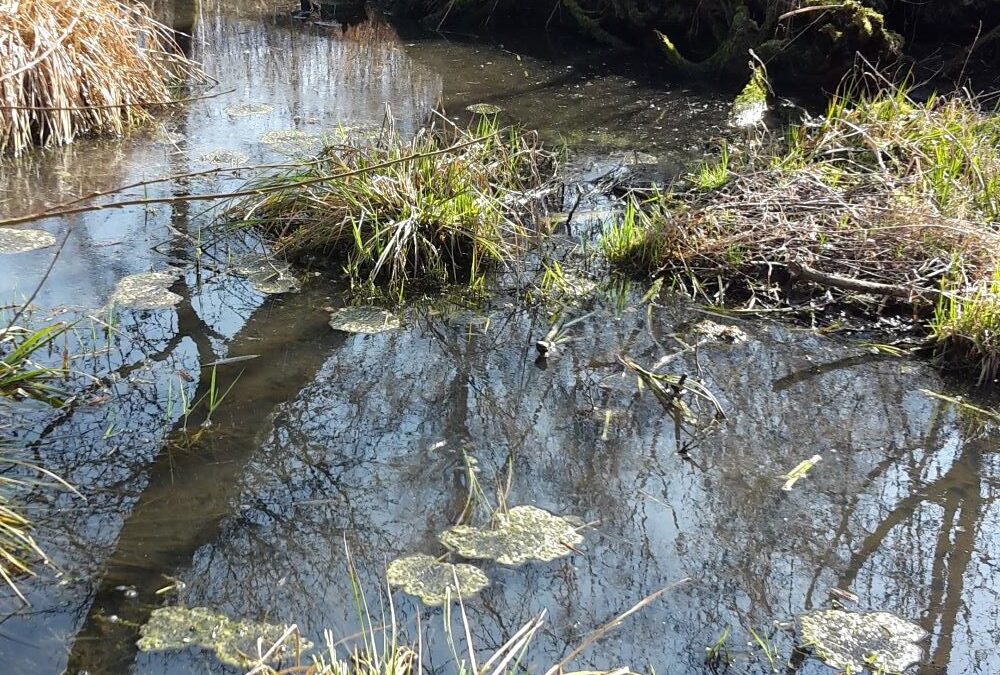 Erste Ergebnisse vom Naturschutzprojekt „Amphibien rund um Wellheim“
