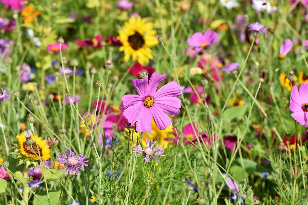 flower-meadow-3598561_1280