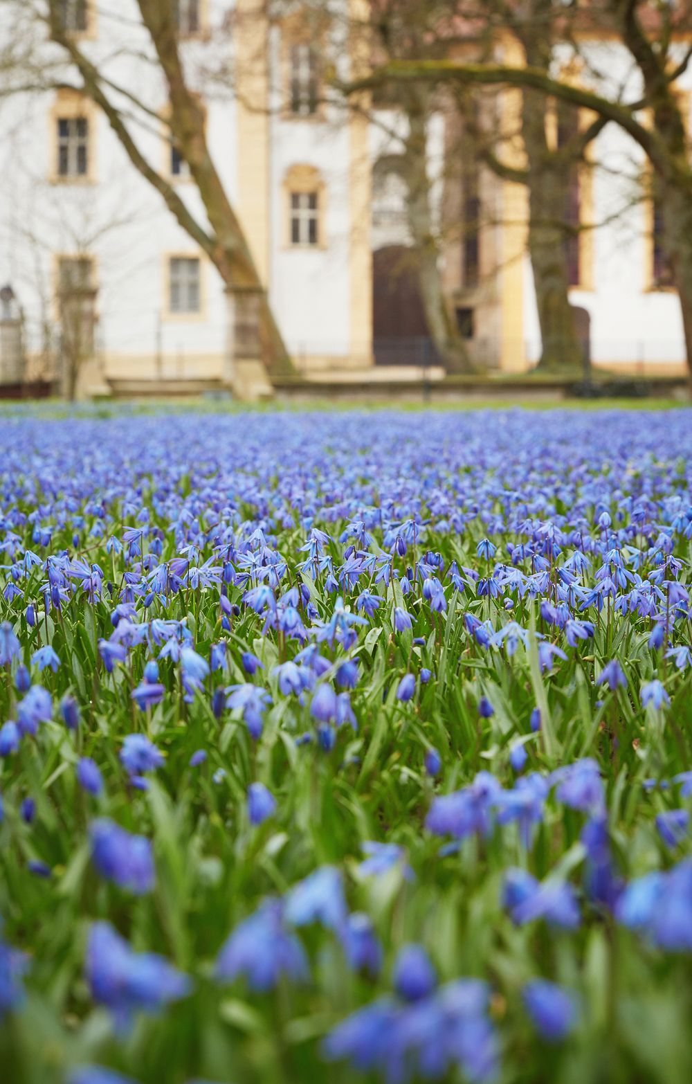 blausternchen1