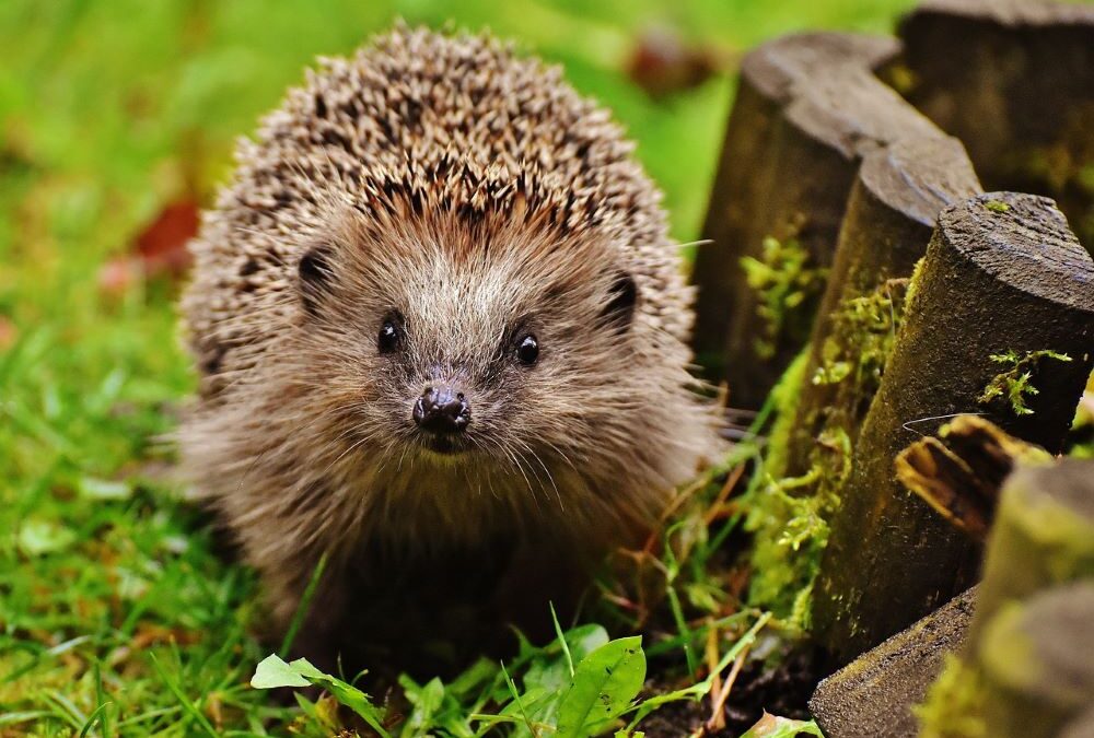 Erste Igel wachen auf – so können Sie helfen