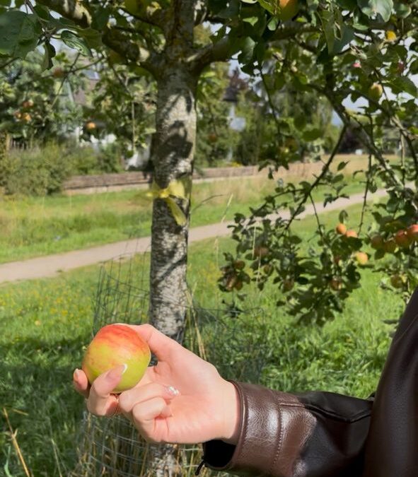 Obstbäume mit einem gelben Band dürfen geerntet werden