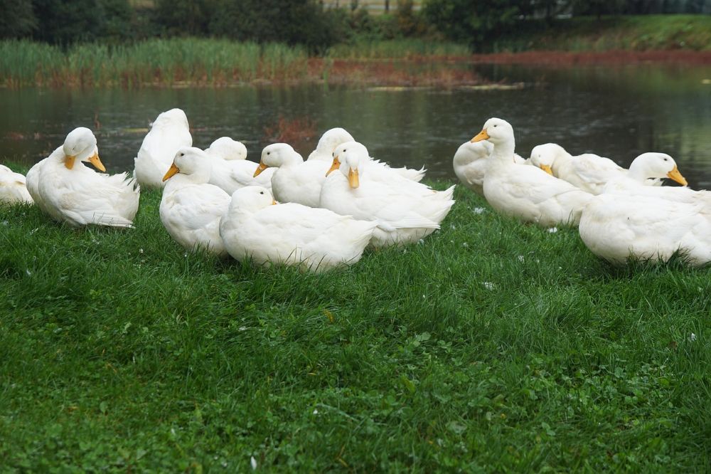 Geflügelpestvirus im Landkreis Weißenburg-Gunzenhausen