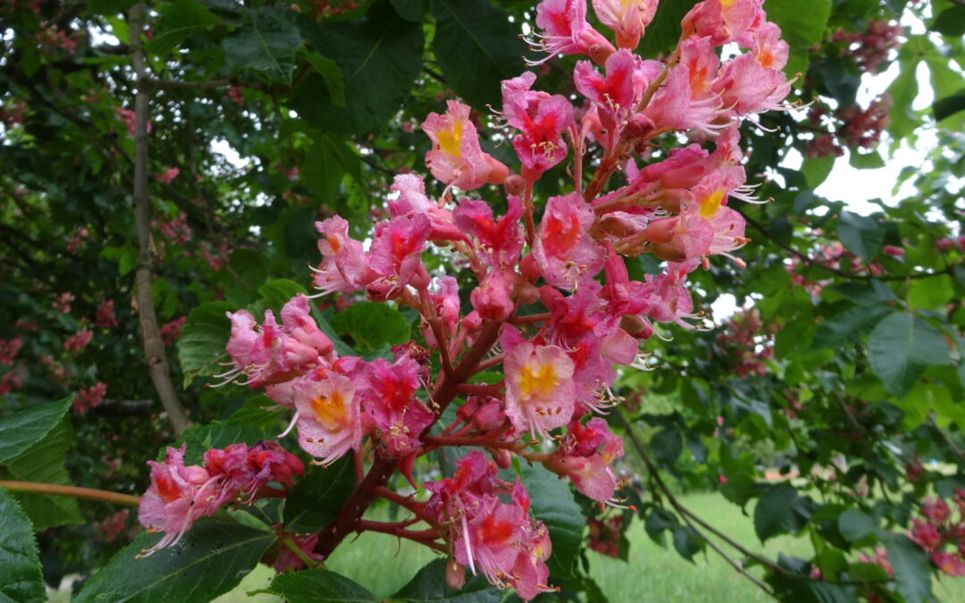 Heilen mit Bach-Blüten
