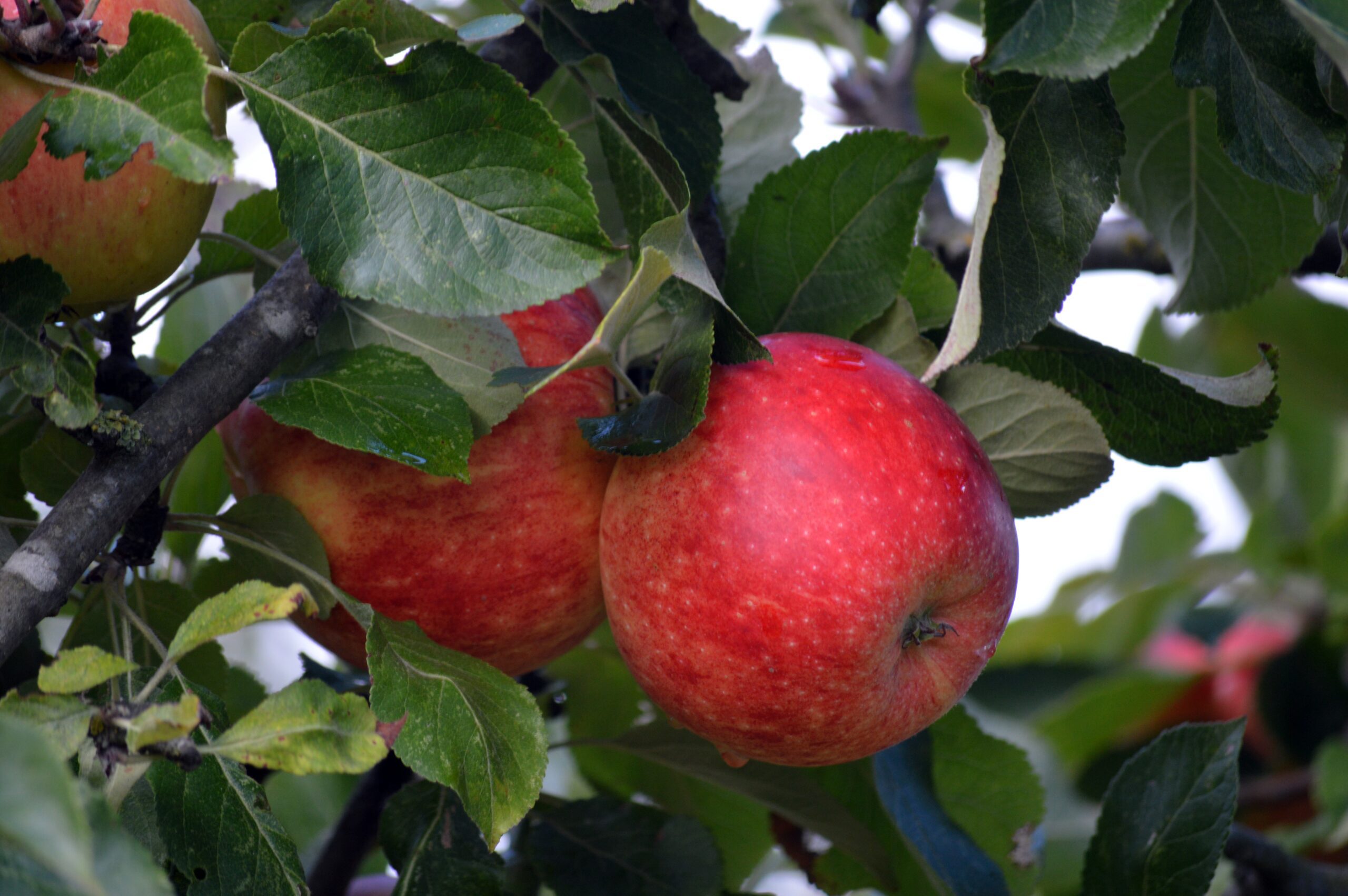 apples fruit tree branch