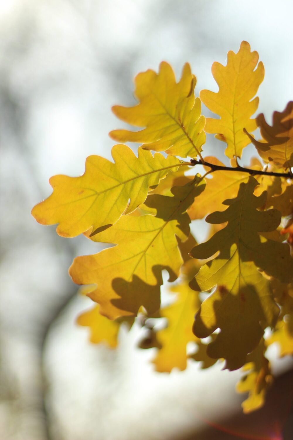 artoxana-trees-7463336