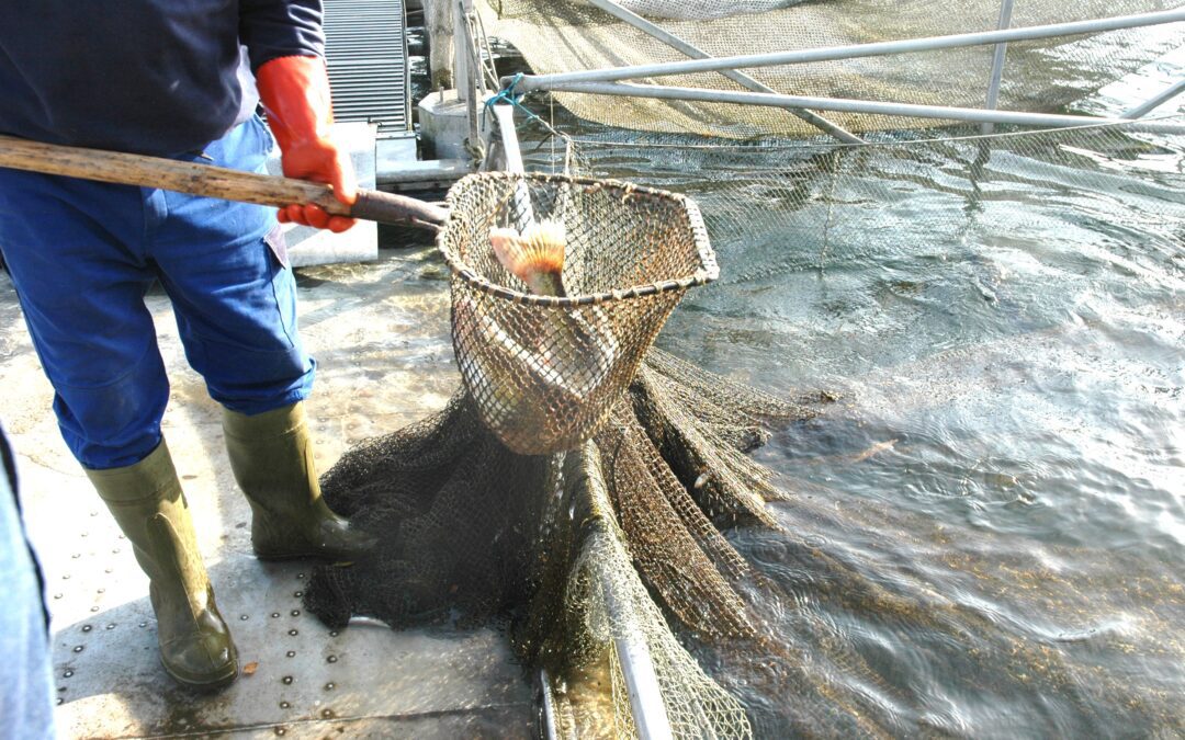 Heimischer Fisch statt Meeresfisch