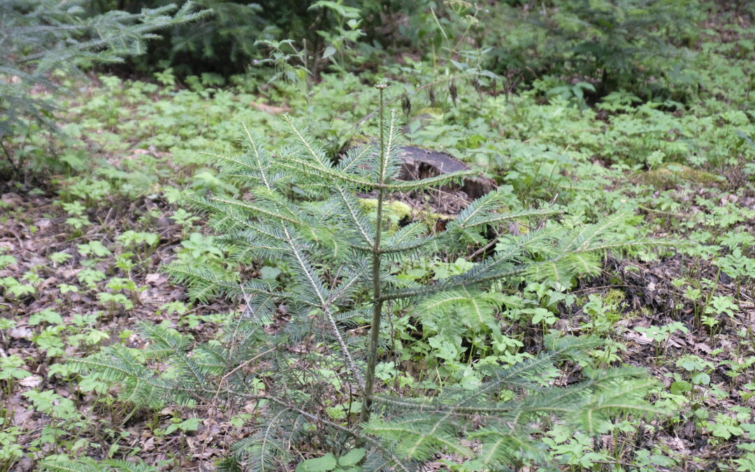 Trockenresistenzen heimsicher Baumarten-Herkünfte nutzen