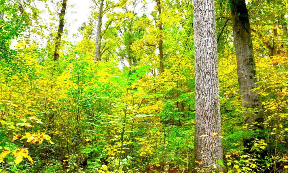 Dauerwald Kalebsberg 1