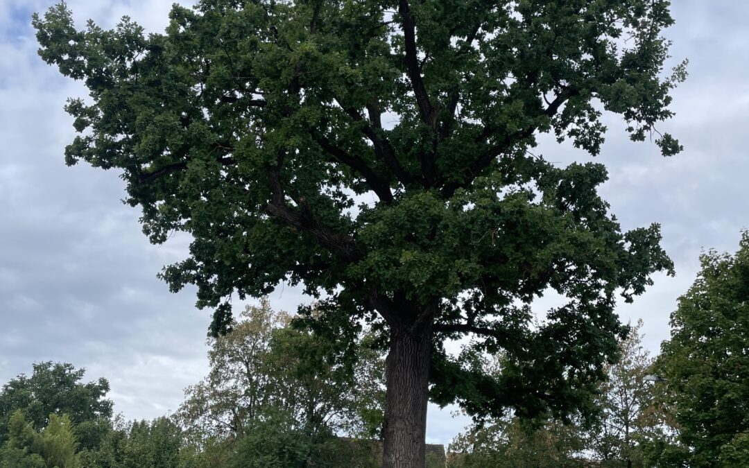 Baumpflege: Sicherheit gewährleisten, Bäume möglichst erhalten
