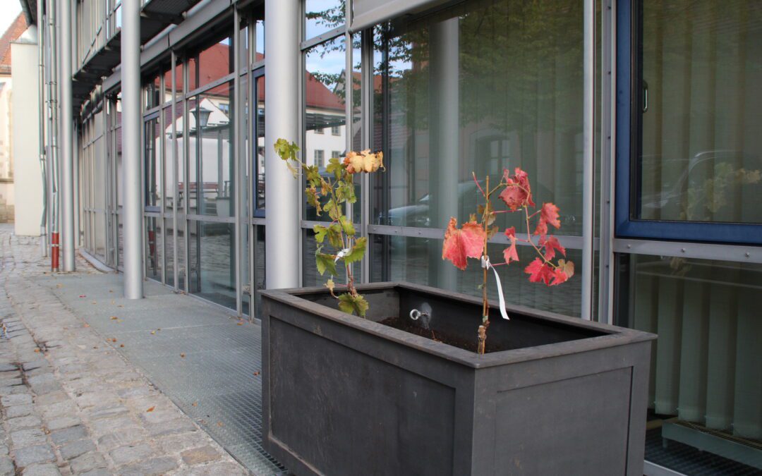 Pilotprojekt zur Fassadenbegrünung am Neuen Rathaus